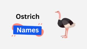 ostrich name ideas
