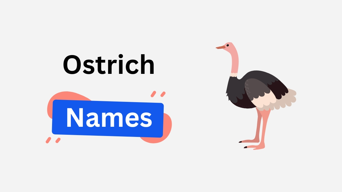 ostrich name ideas