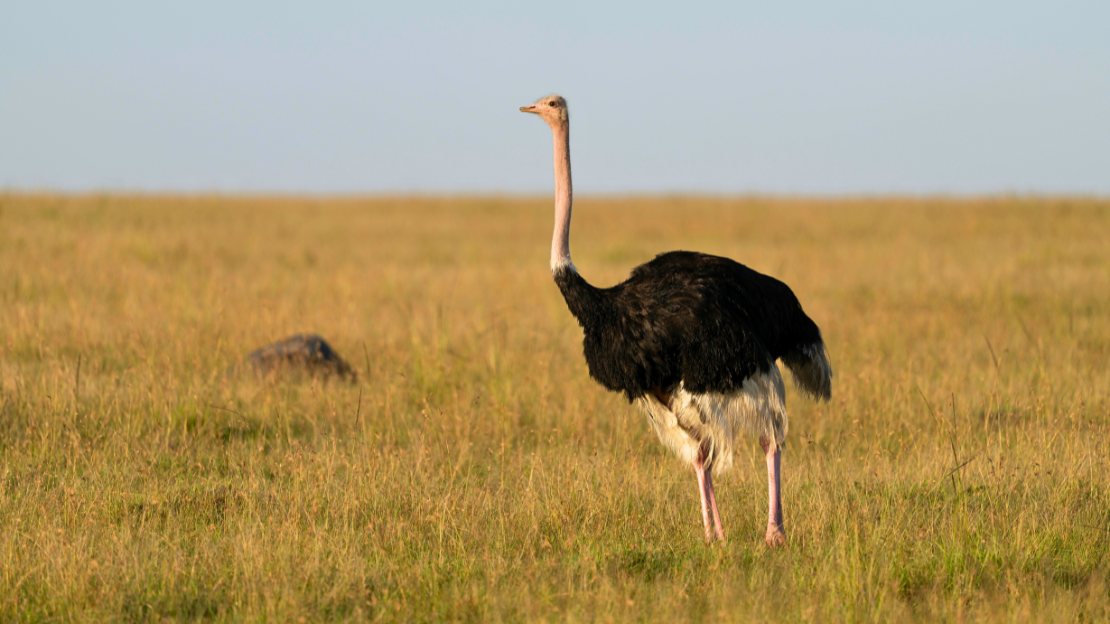 ostrich scientific name