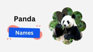 panda name ideas