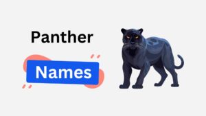 300+ Panther Names: Mystical, Funny, and Unique Choices panther name ideas