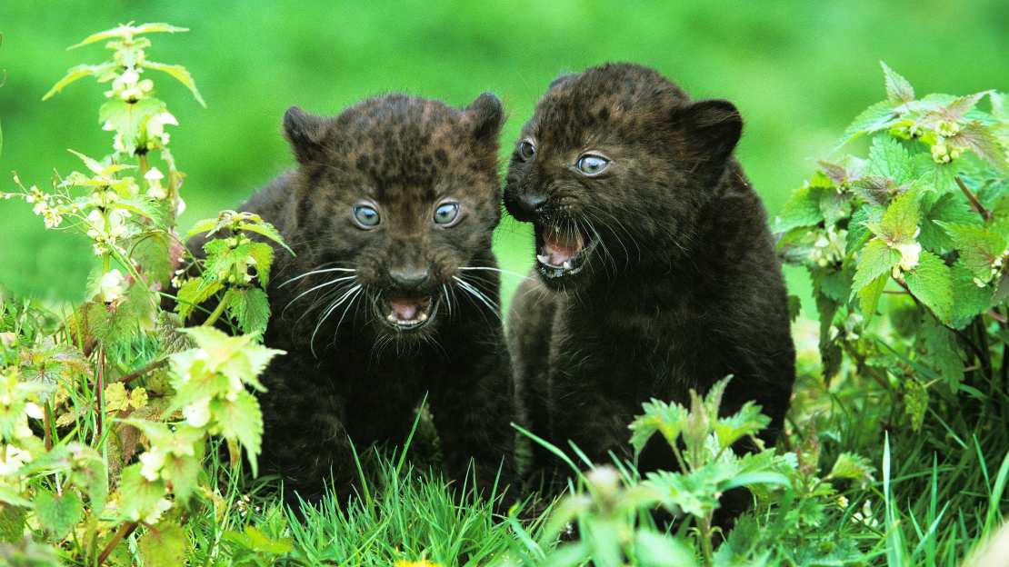 panther nicknames
