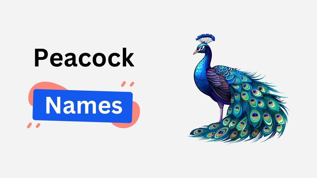 peacock name ideas