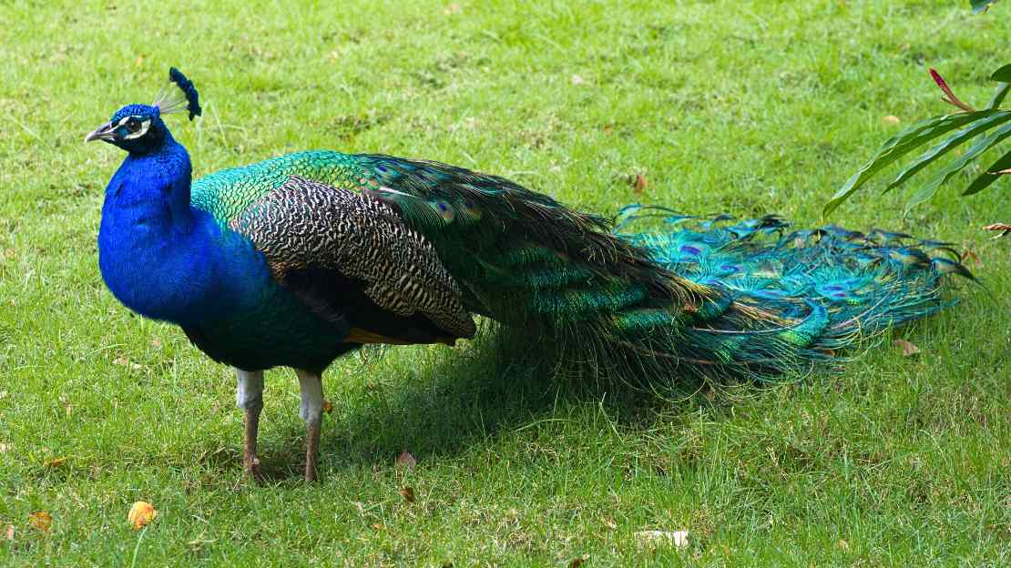 peacock surname