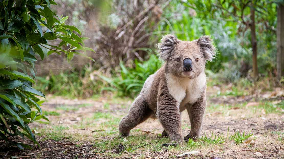 200+ Popular, Cute, & Unique Koala Names 11 pet koala names