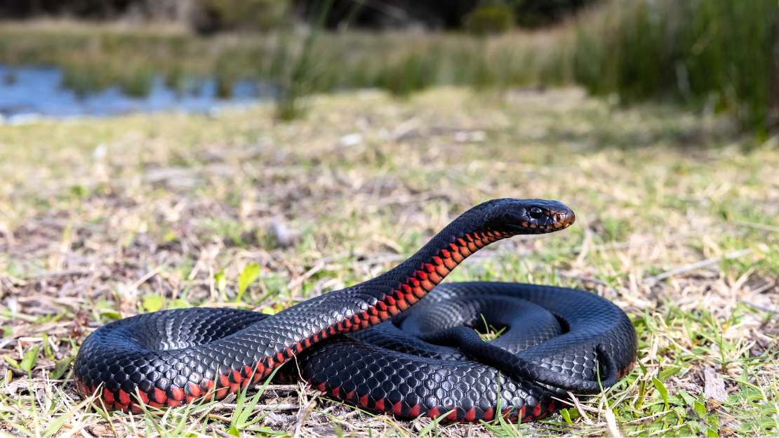 250+ Snake Name Ideas: Good, Funny & Unique Options 5 pet snake names