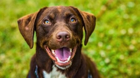 300+ Unique Boy Dog Names (Strong, Soft, Mythical, Modern & One-of-a-Kind)