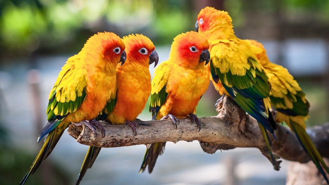 popular parrot names