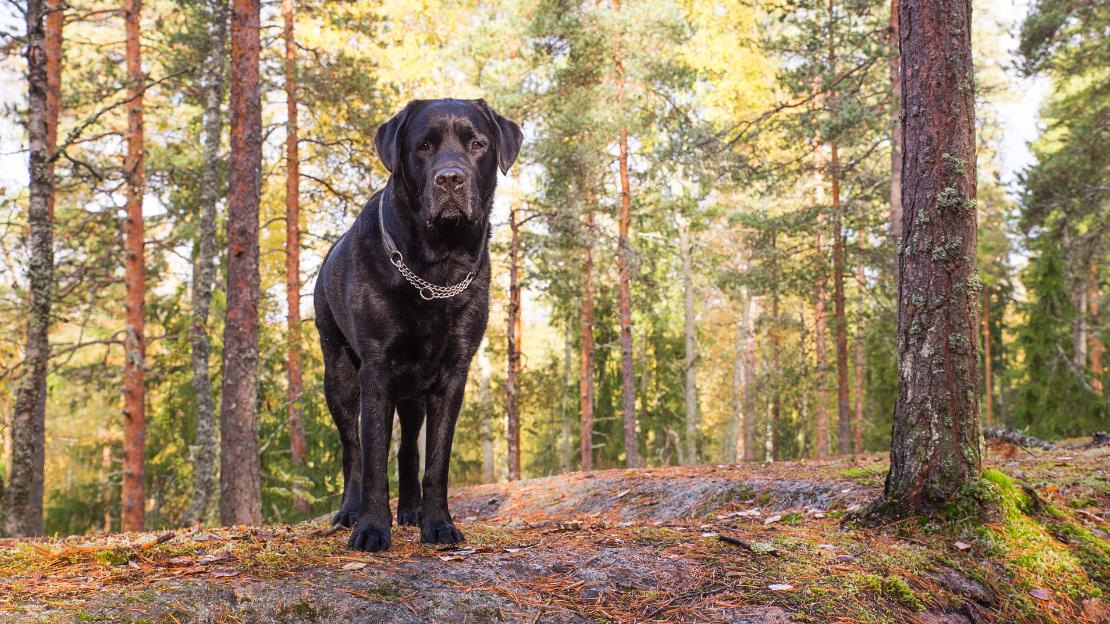 powerful black dog names