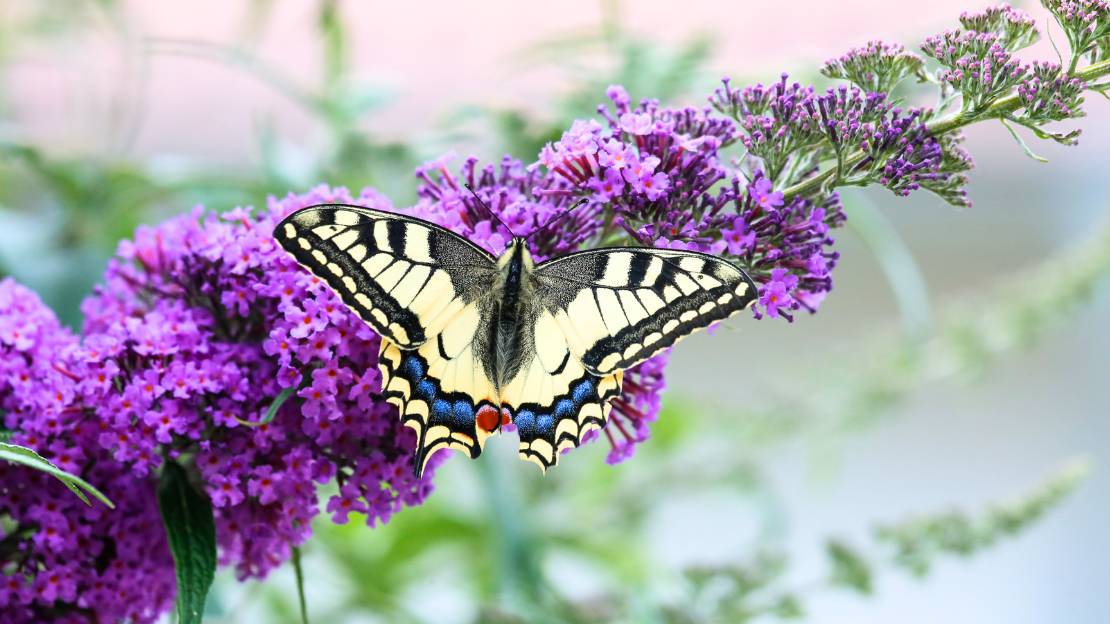 400+ Butterfly Names to Match Their Beauty and Magic 4 pretty butterfly names