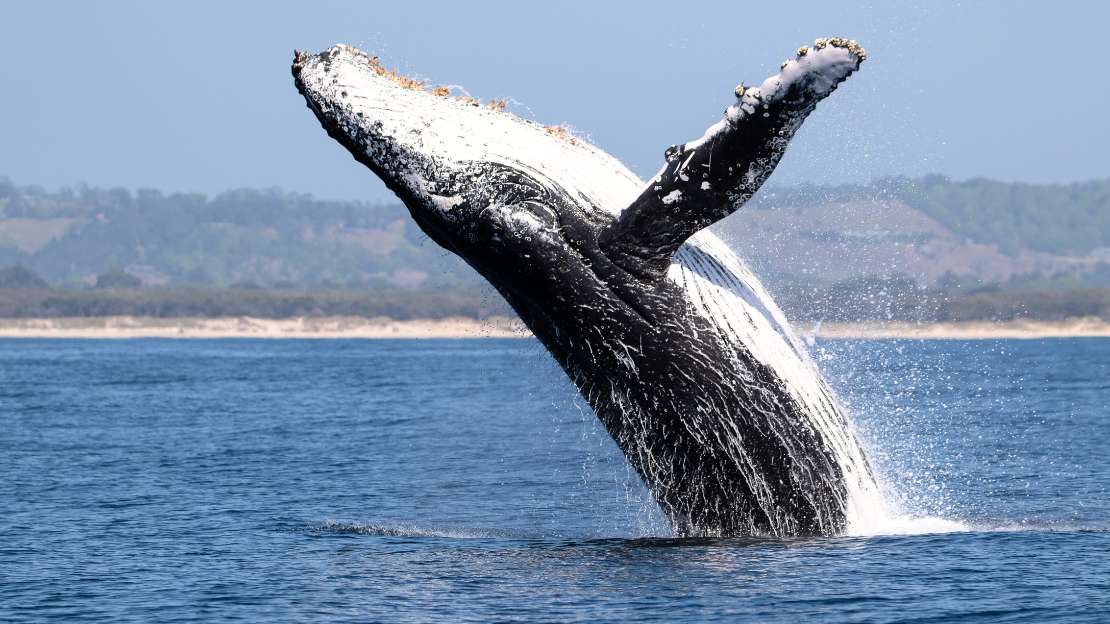 proper name for whale