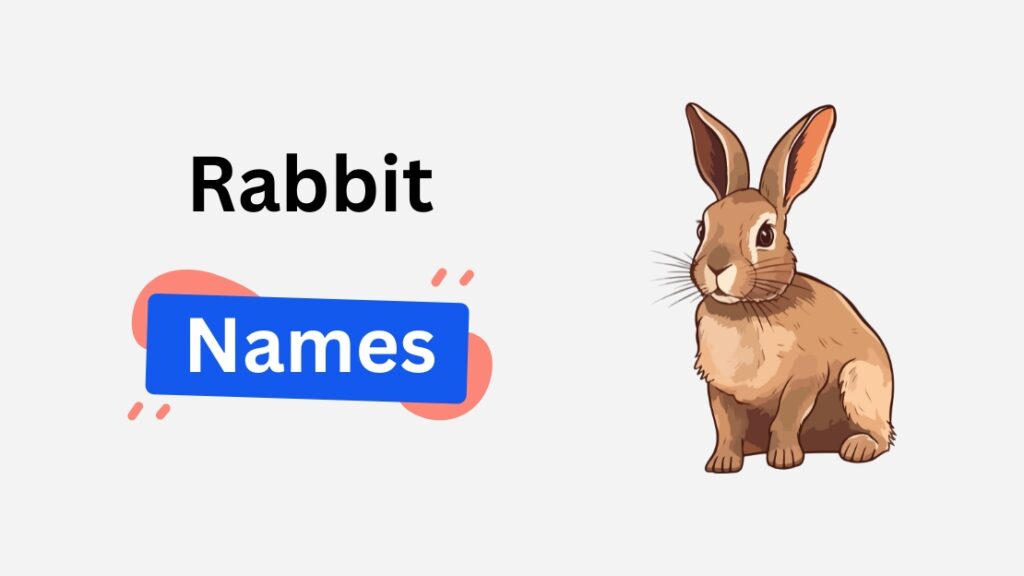 rabbit name ideas