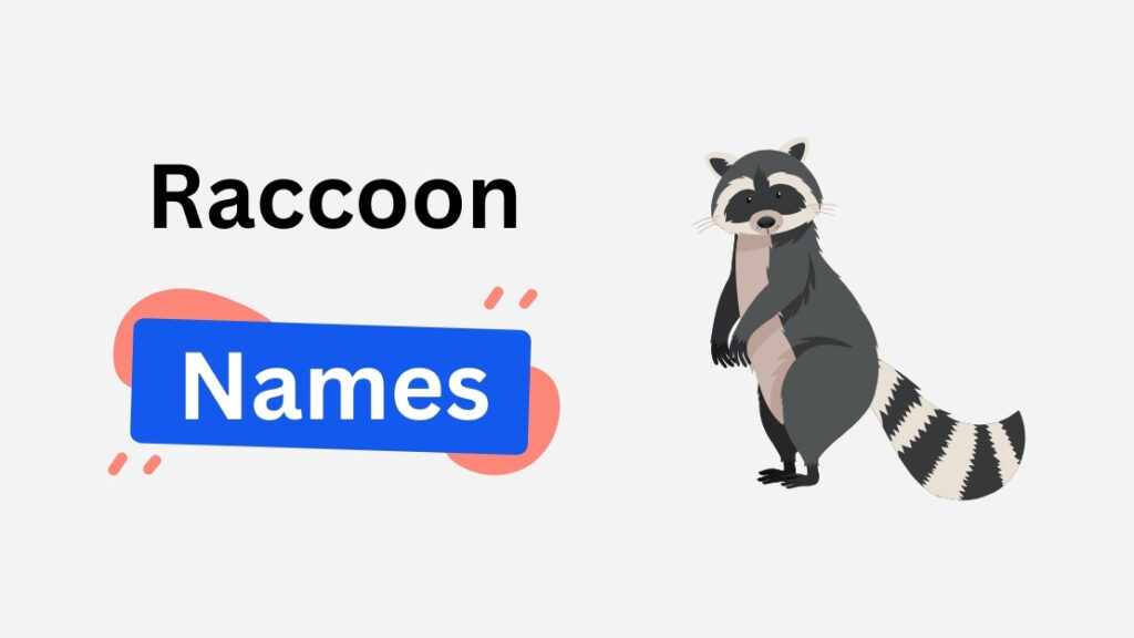 raccoon name ideas
