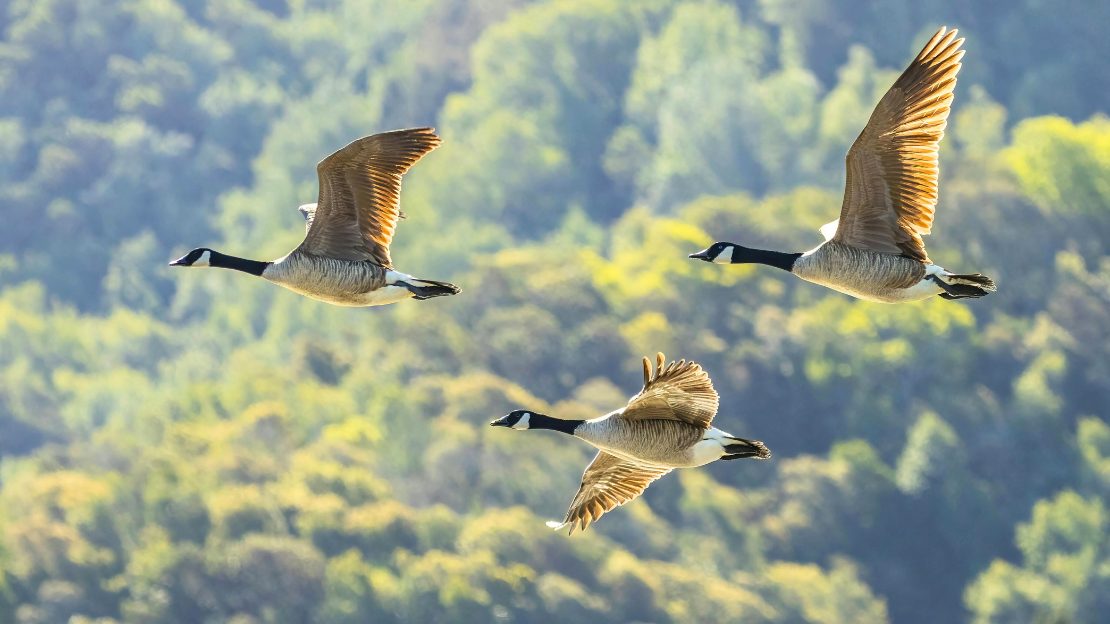 scientific name duck