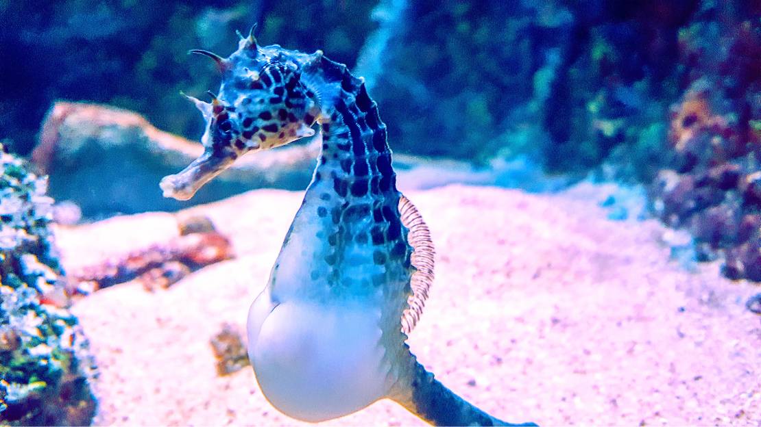 294+ Seahorse Names with Mythical, Scientific, Funny, and Multilingual Choices 5 seahorse scientific name