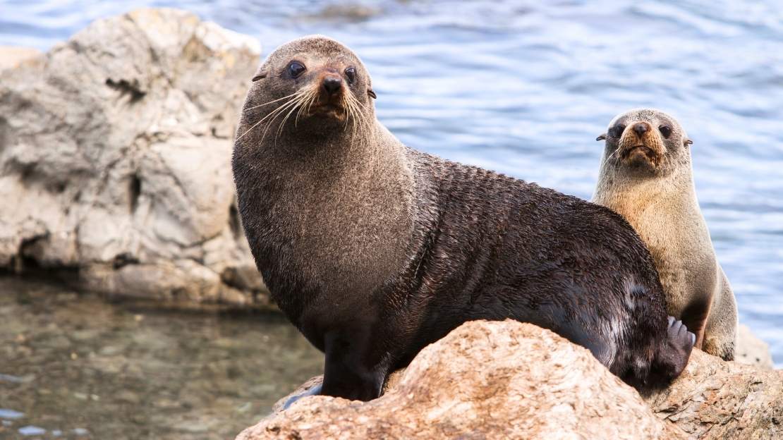 100+ Unique Seal Names: Pet Names For Your Ocean Friend 2 seal real name