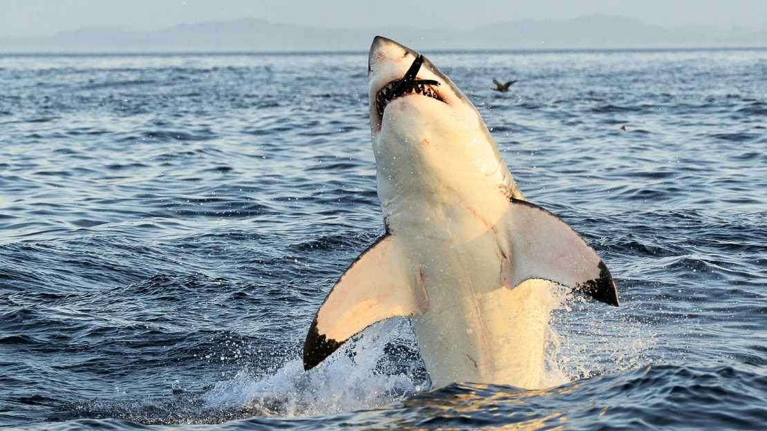 300+ Versatile Shark Names with Famous & Funny Choices 4 shark related names