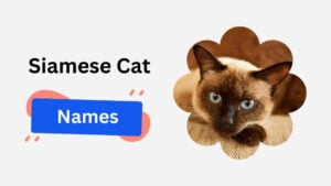 siamese cat name ideas