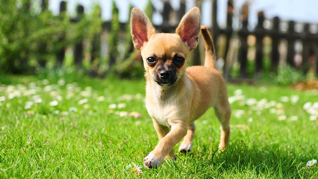 small dog names