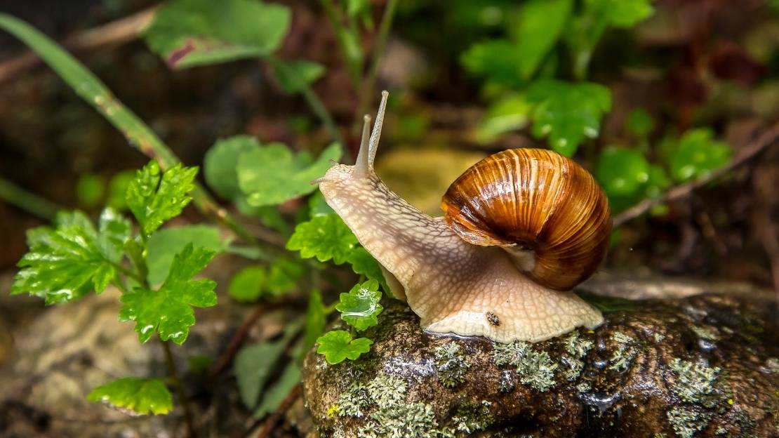 snail scientific name