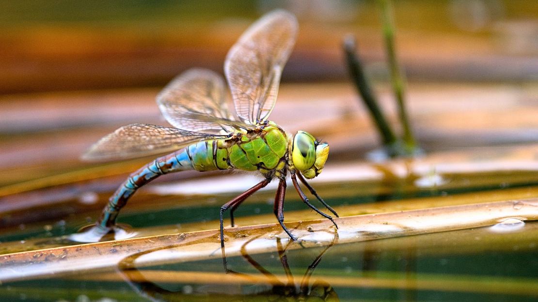 310+ Dragonfly Names in Cute, Blue, Famous, and Unique Categories 9 spyro dragonfly name