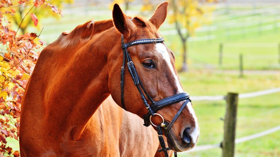 strong male horse names