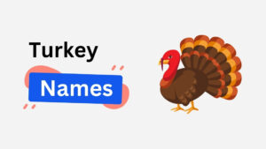 300+ Turkey Names: Popular, Funny, and Famous Choices turkey name ideas