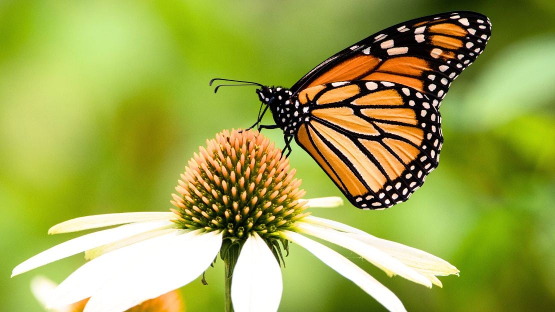 400+ Butterfly Names to Match Their Beauty and Magic 2 unique butterfly names