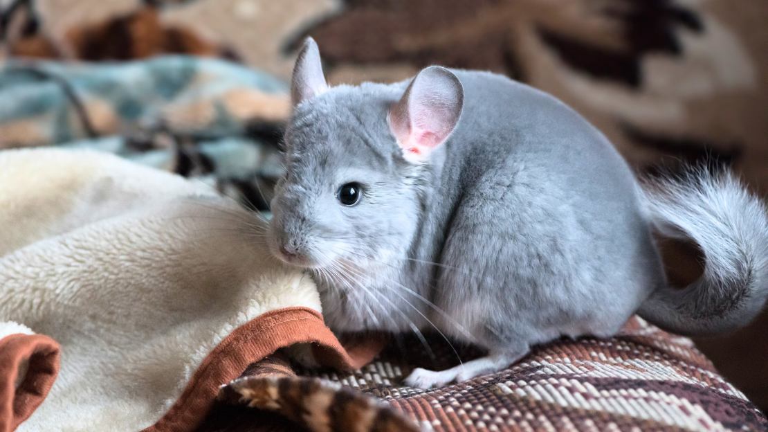 250+ Chinchilla Names with Cute, Funny, and Unique Choices 11 unique chinchilla names