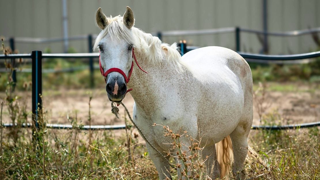 unique female horse names