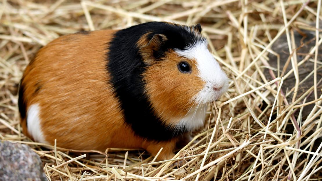 185+ Guinea Pig Names (Cute, Aesthetic, Funny & Meaningful Ideas by Vibe) 4 unique guinea pig names