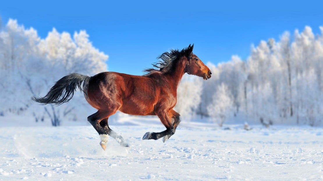 unique male horse names