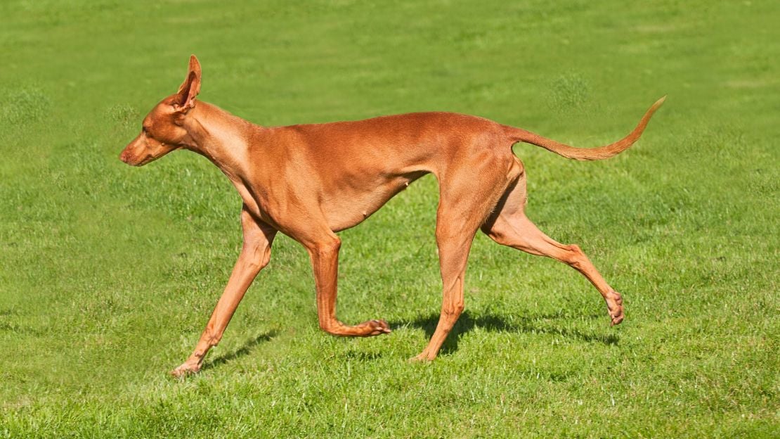 unique names for red dogs