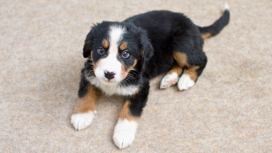 unique puppy girl names