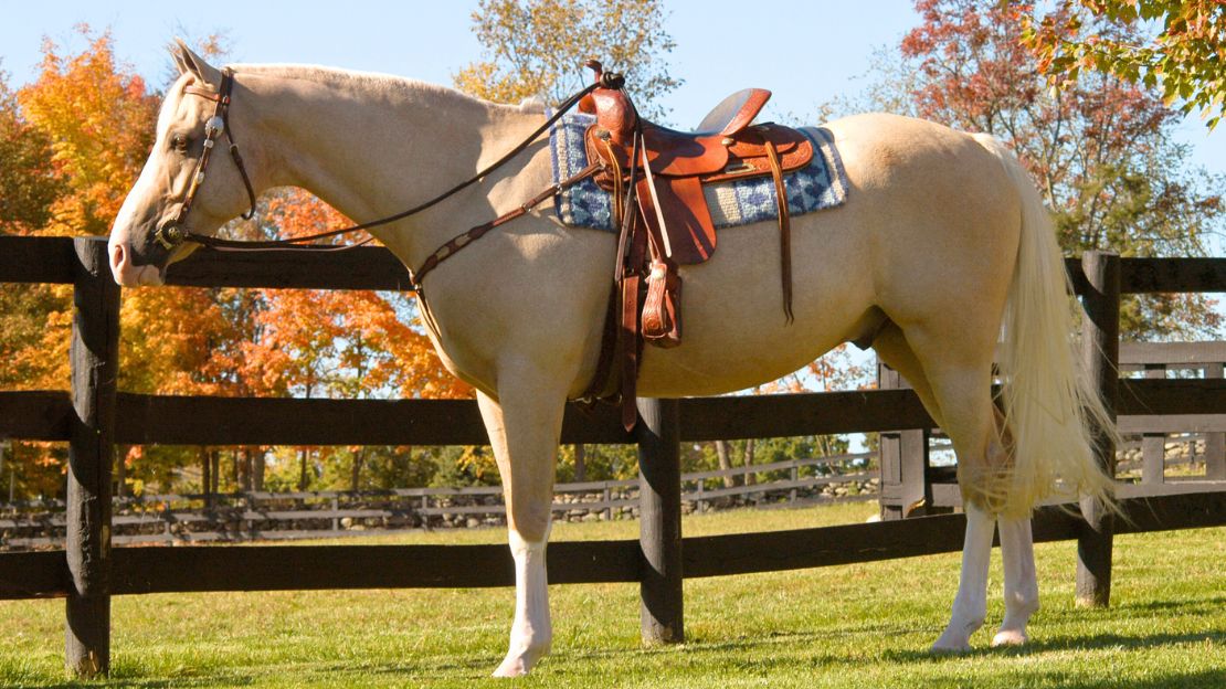 unique western horse names