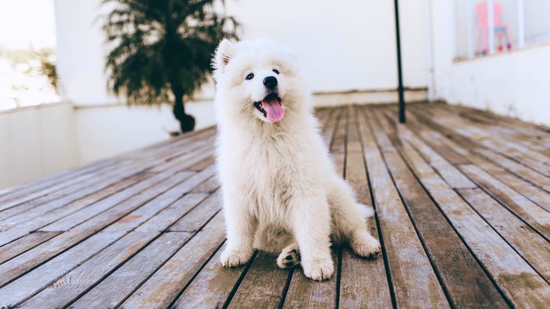 unique white dog name ideas