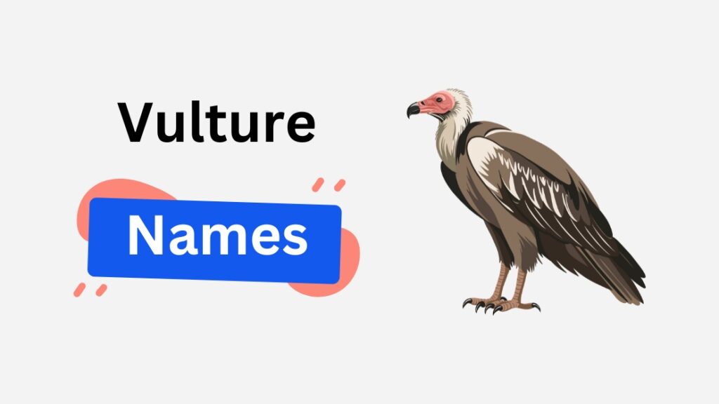 vulture name ideas
