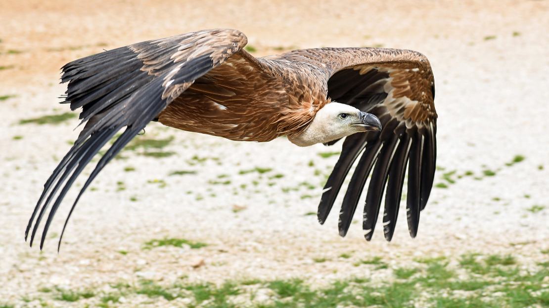 vulture other names
