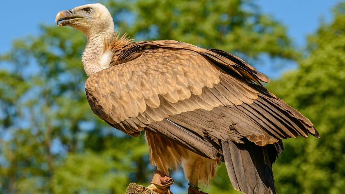 vulture scientific name