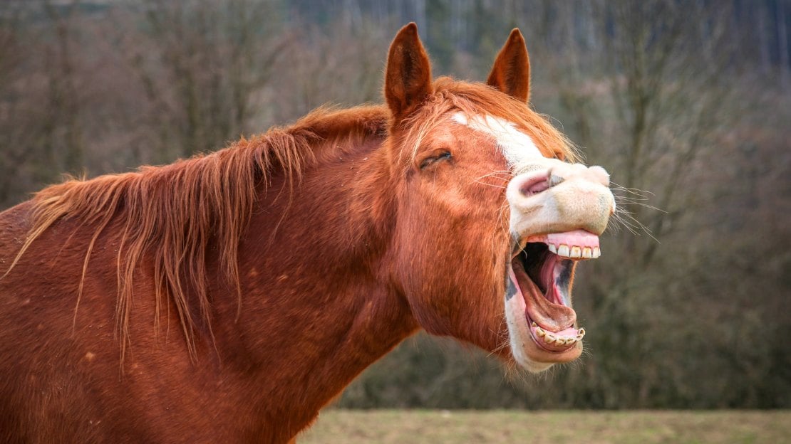 western female horse names