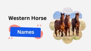 western horse names