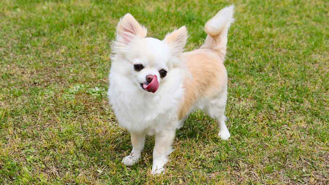 white chihuahua names