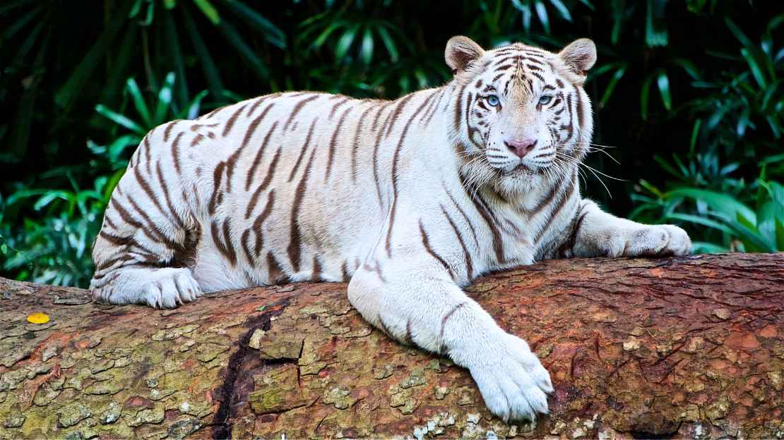 280+ Tiger Names: Cool, Famous, and Mythological Titles 3 white tiger names